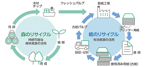 森のリサイクル特続可能な森林資源の活用：植樹&rarr;育成&rarr;伐採&rarr;木材チップ&rarr;フレッシュパルプ&rarr;紙のリサイクル有効資源の活用：製紙工場&rarr;コピー／プリンター用紙&rarr;使用&rarr;使用済み用紙（古紙）&rarr;回収・分別&rarr;古紙パルプ&rarr;製紙工場に戻る（循環）